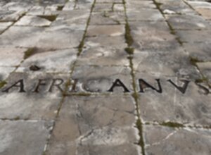 Africanus 300