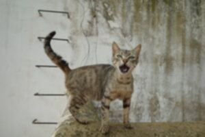 Meow 300