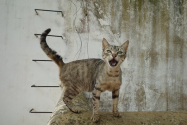 Meow 600