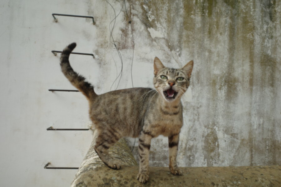 Meow 900