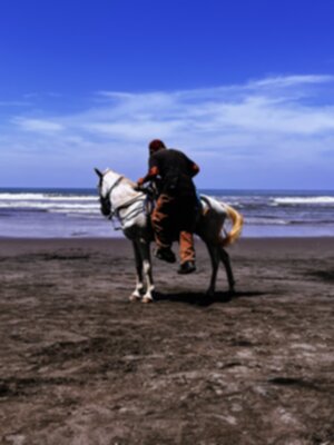 Beach Horse 300