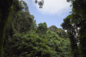 Forest 300